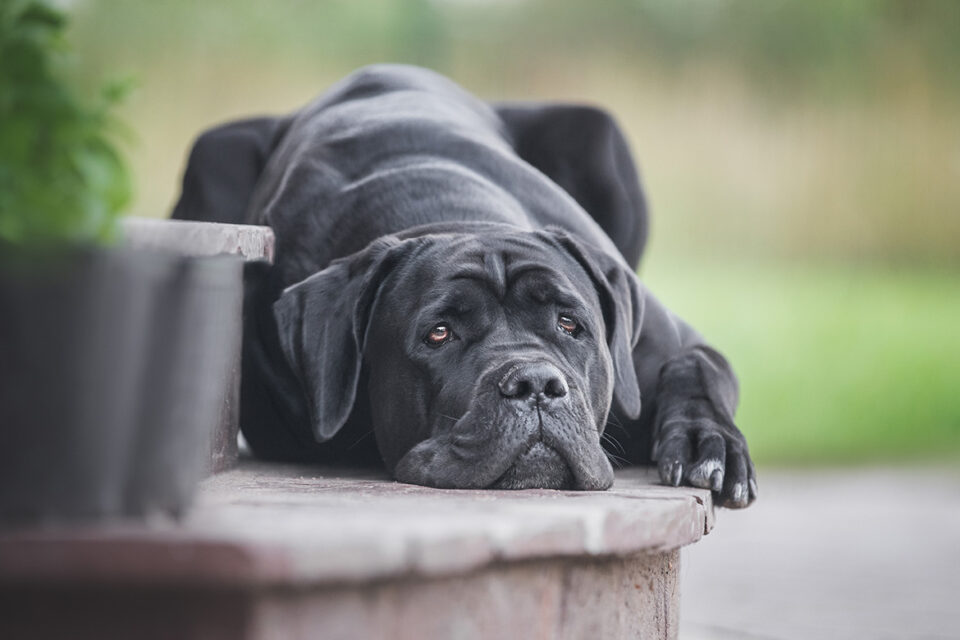 cane corso