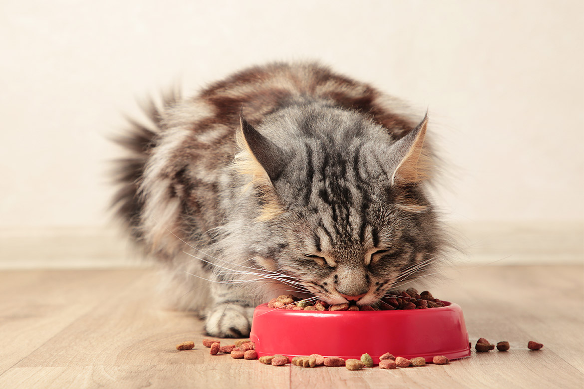 header-cat-eco-food zdrowa kocia karma