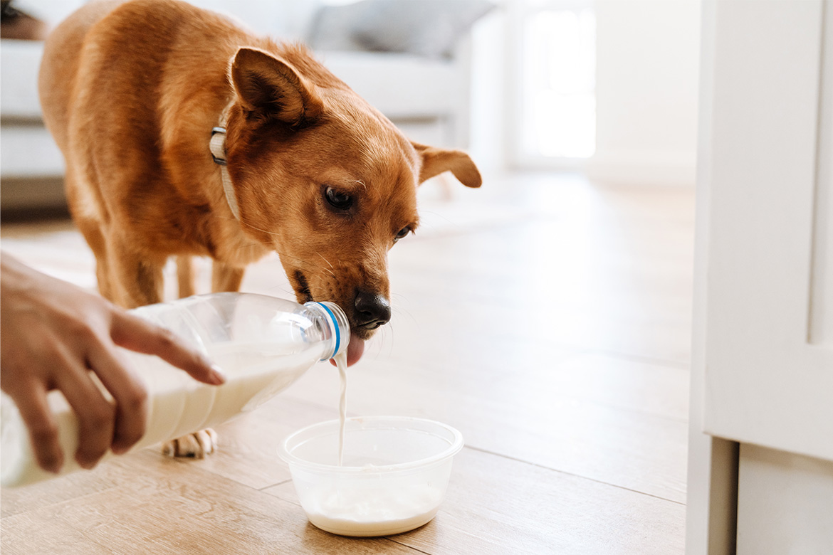 czy pies może pić mleko