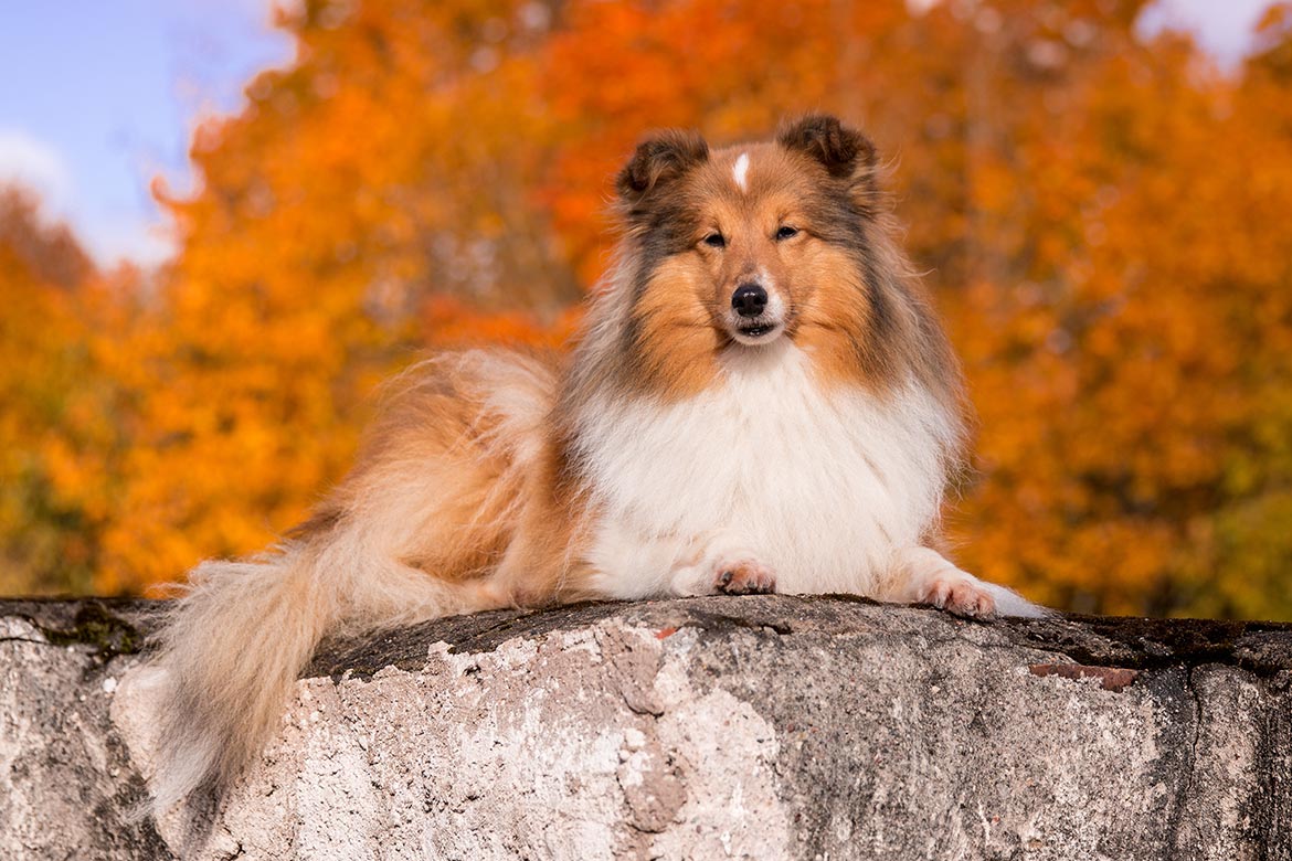 header-dog-shetland-sheepdog owczarek szetlandzki