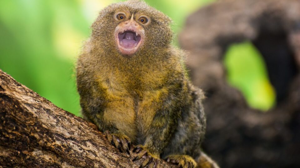 Najmniejsza małpa świata - pigmejka siedząca na gałęzi drzewa