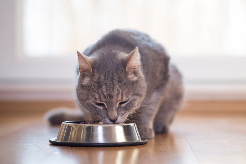 wpływ diety na zdrowie kota