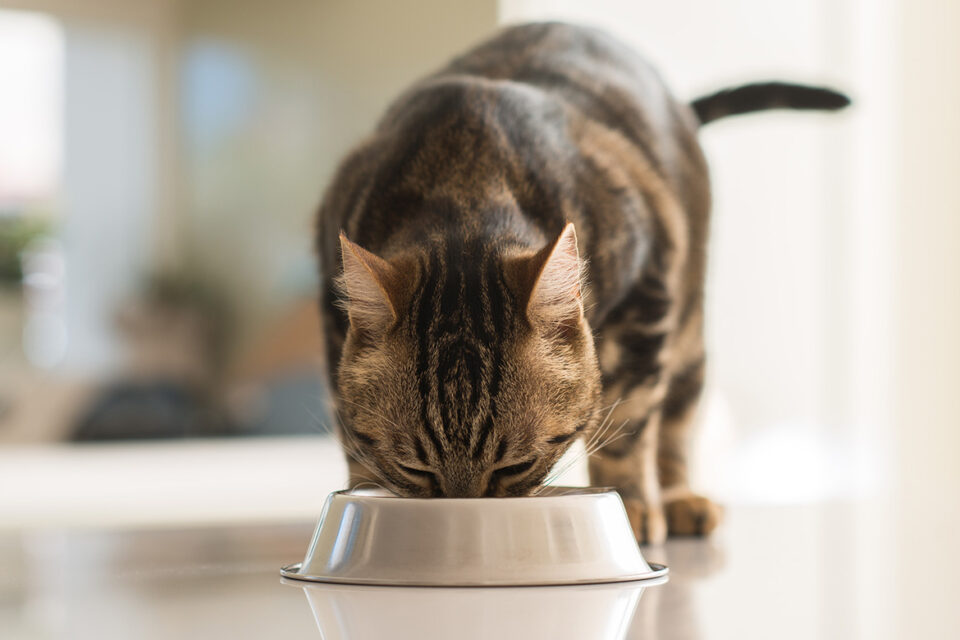 wpływ diety na zdrowie kota