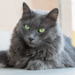 nebelung