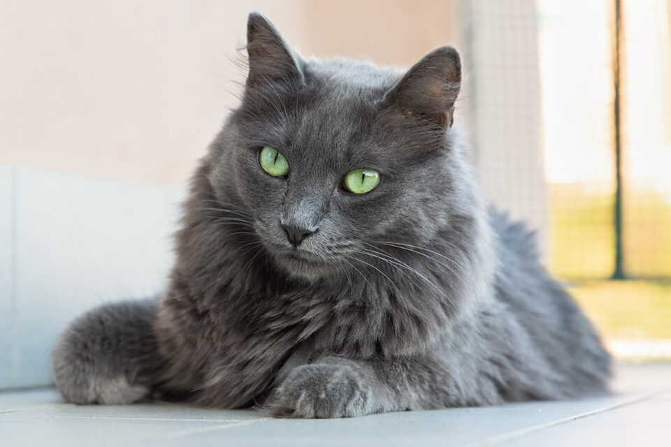 nebelung