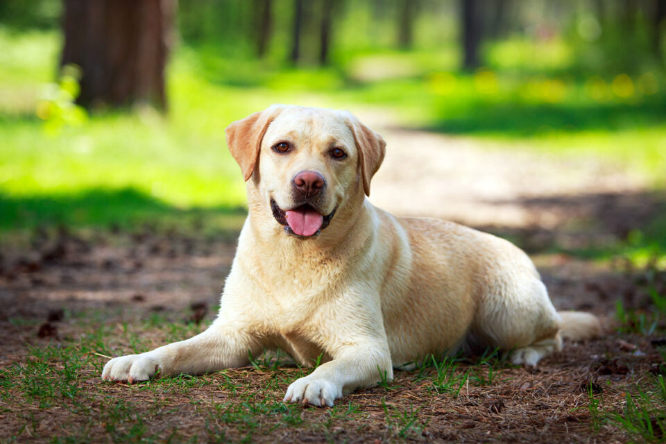 psy myśliwskie - labrador retriever