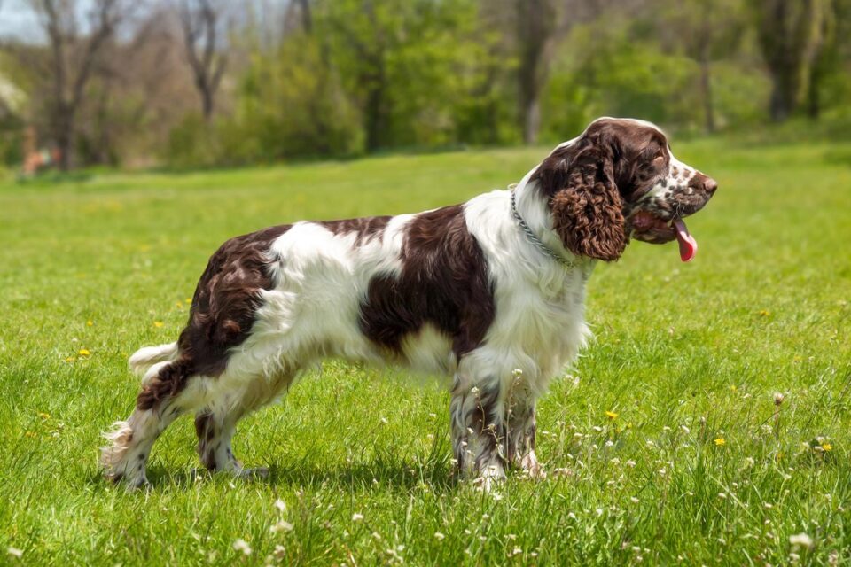 psy myśliwskie - springer spaniel angielski