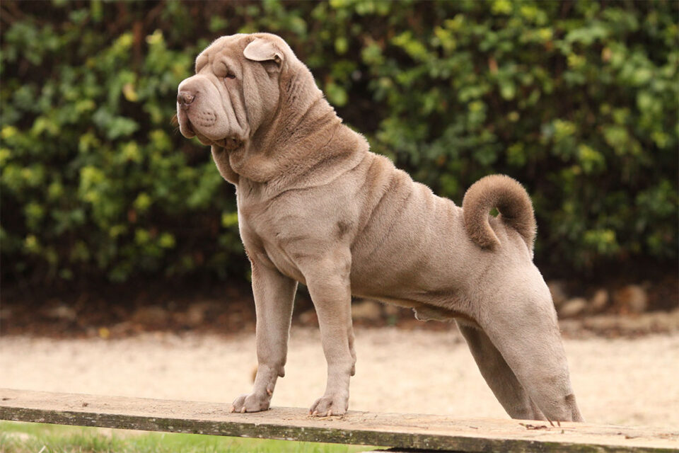 shar pei