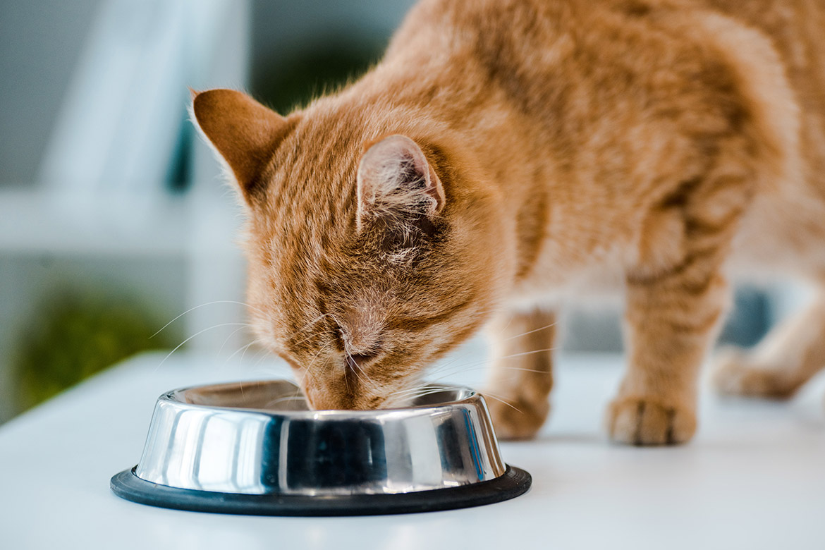 header-cat-diet wpływ diety na zdrowie kota