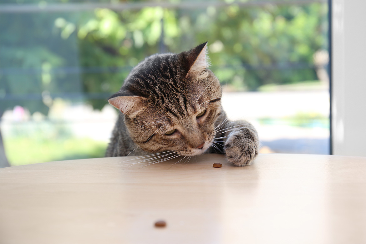 ekologiczne przysmaki dla kota