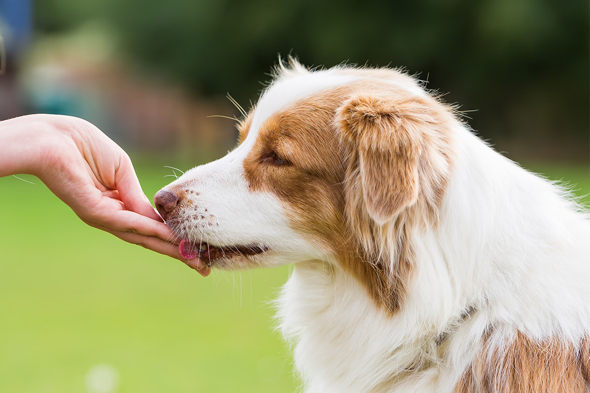 Carnilove Dog Freeze - Dried Raw Snack