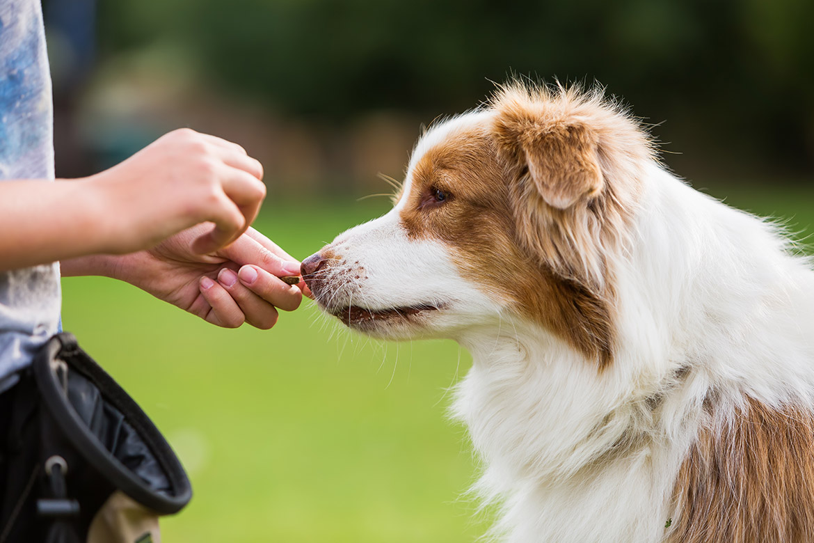 ekologiczne przysmaki dla psa
