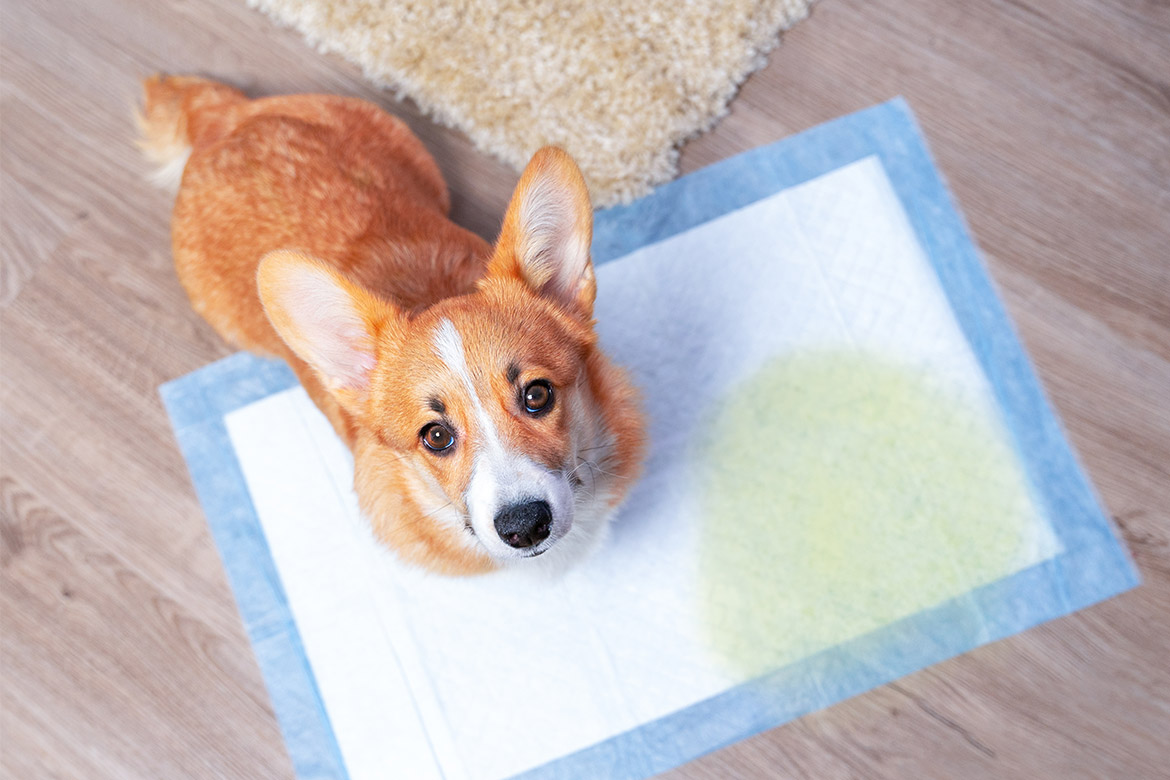 header-dog-puppymat jak nauczyć psa czystości