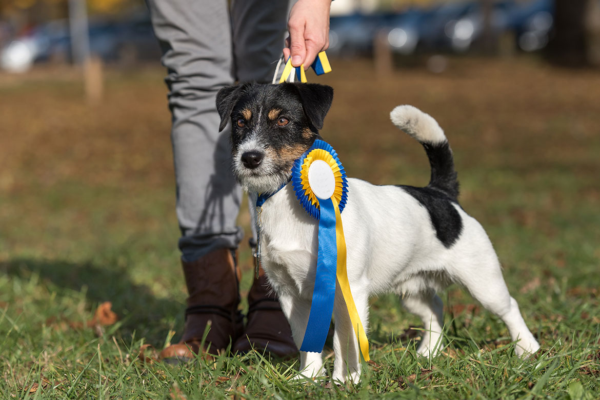 header-news-dogshow-pruszkow wystawa psów rasowych