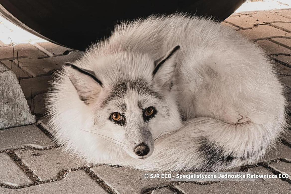 SJR ECO - Specjalistyczna Jednostka Ratownicza ECO