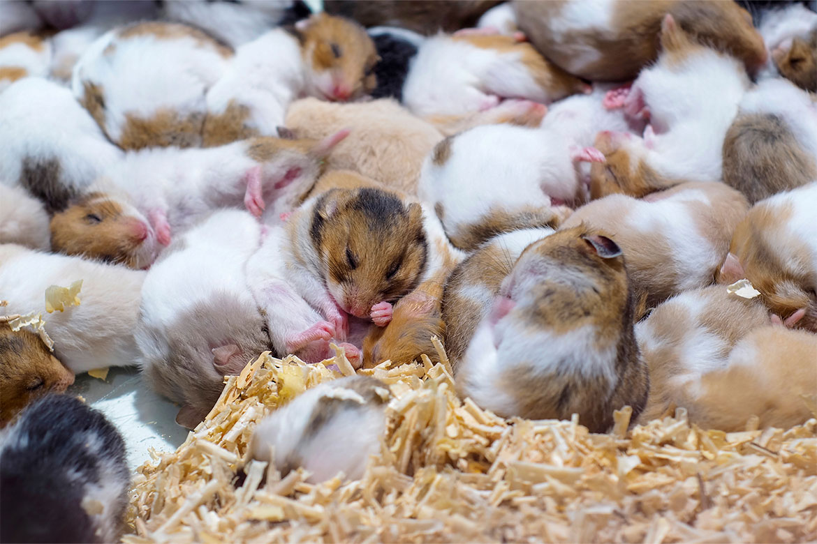header-news-hamster Ukrainka uratowała 72 chomiki