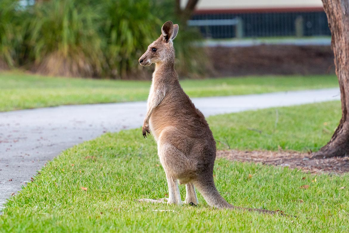 kangur w Słupnie