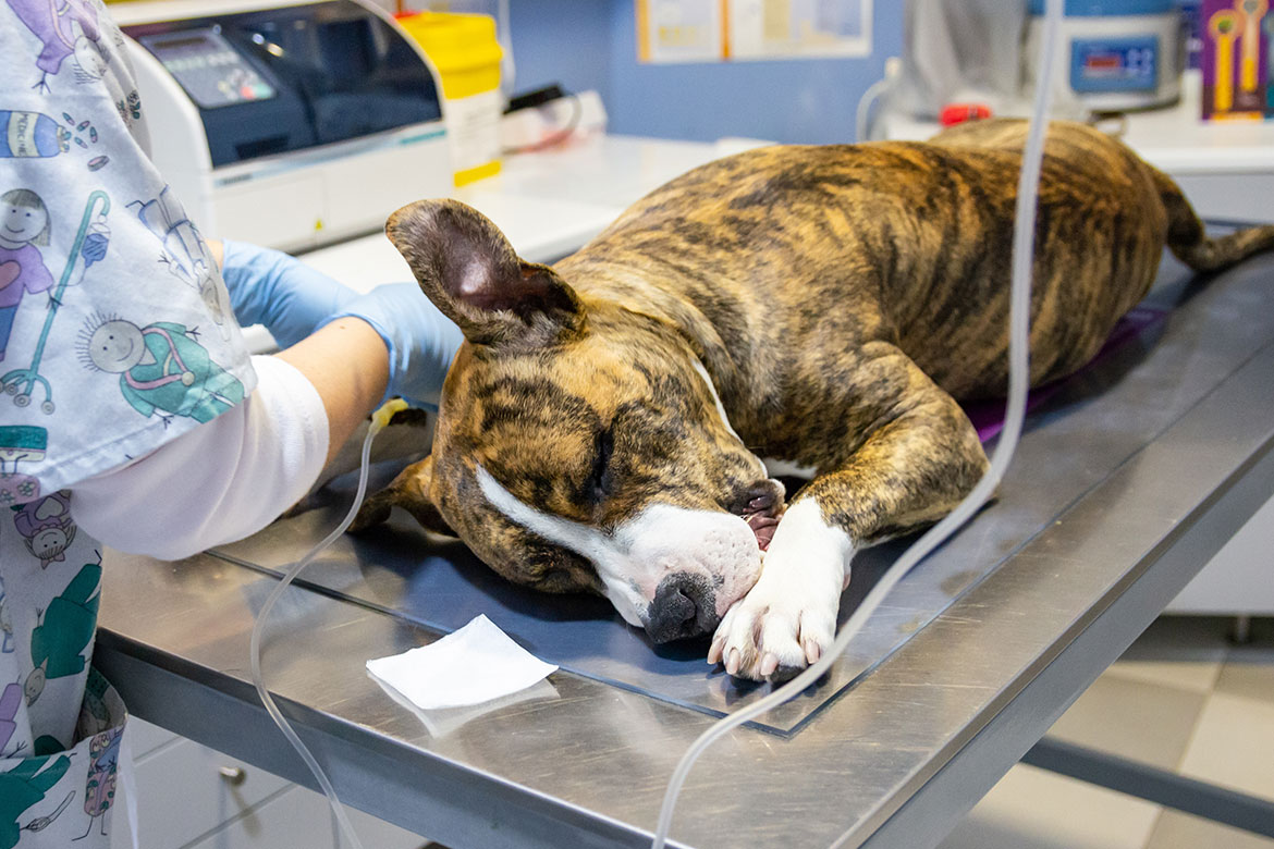 28 tysięcy za leczenie psów