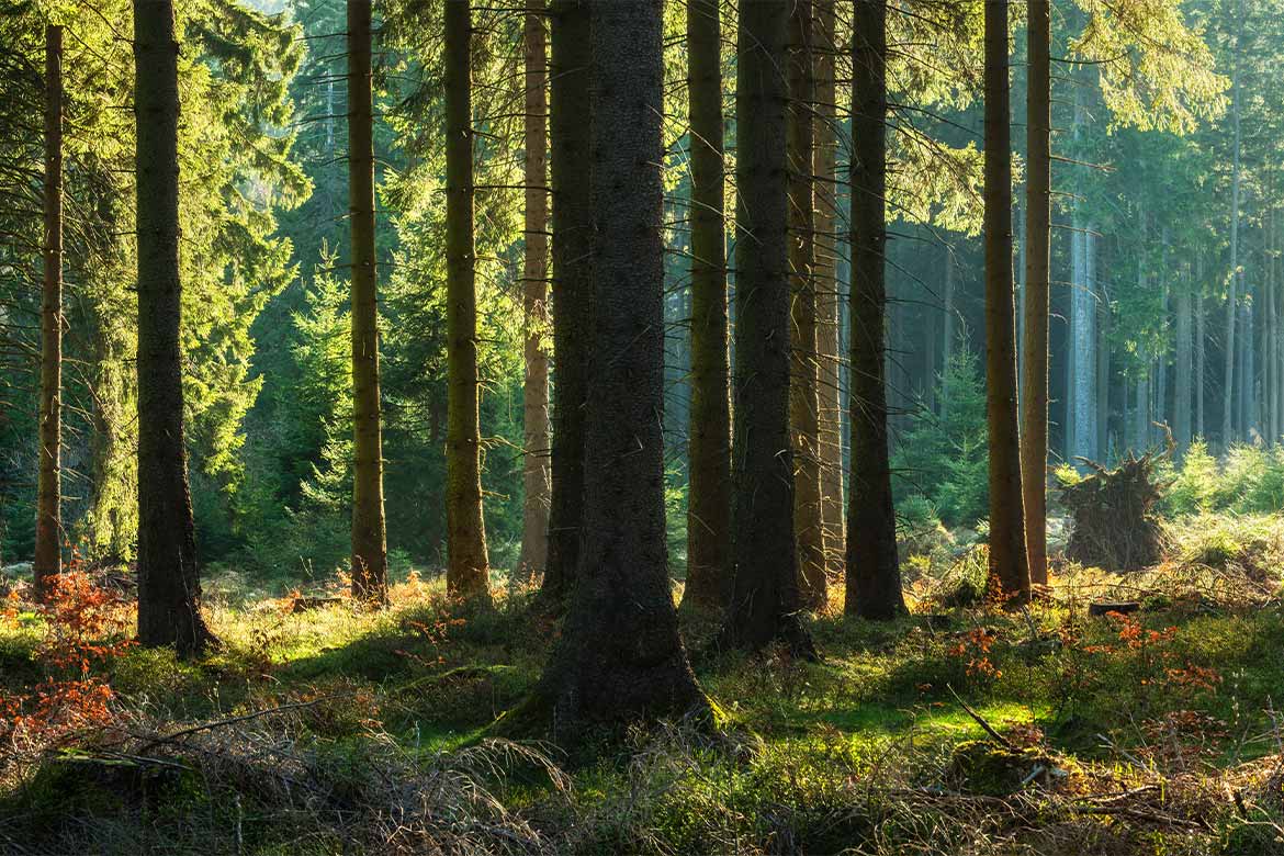 header-news-unexplodedordnance pies znalazł niewybuch