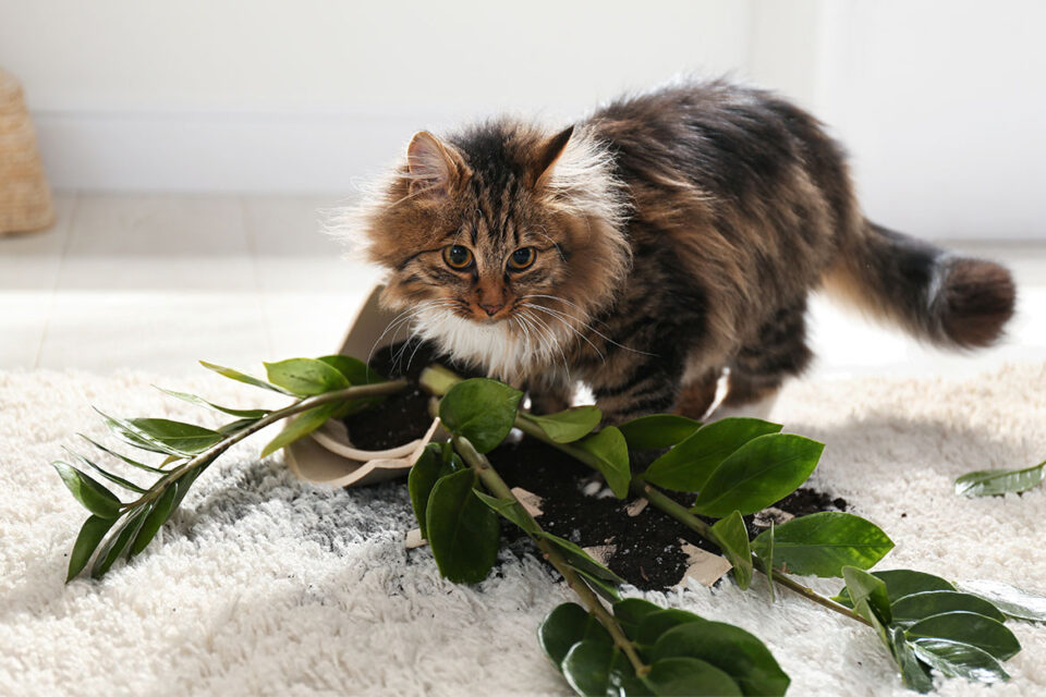 rośliny doniczkowe bezpieczne dla kota
