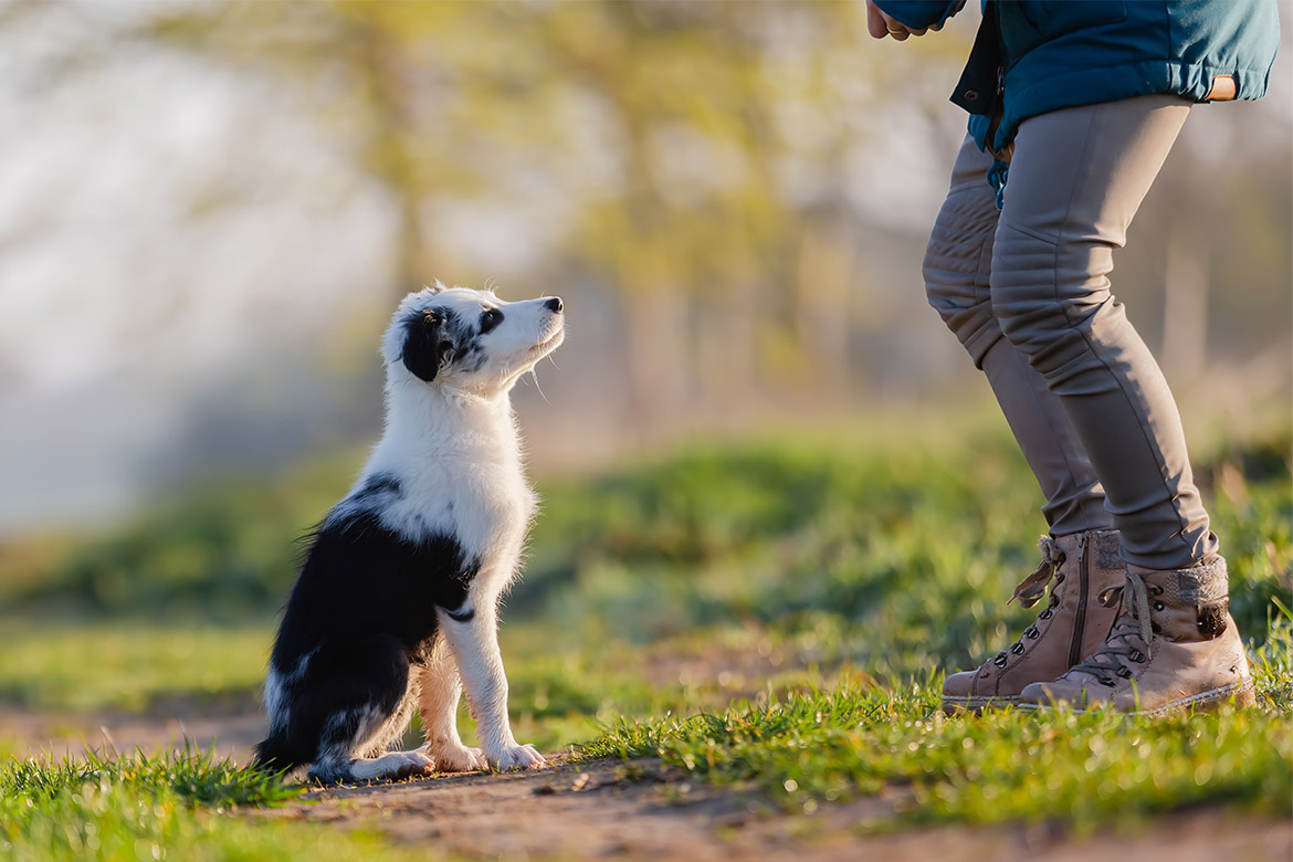 Jak nauczyć psa komendy zostań