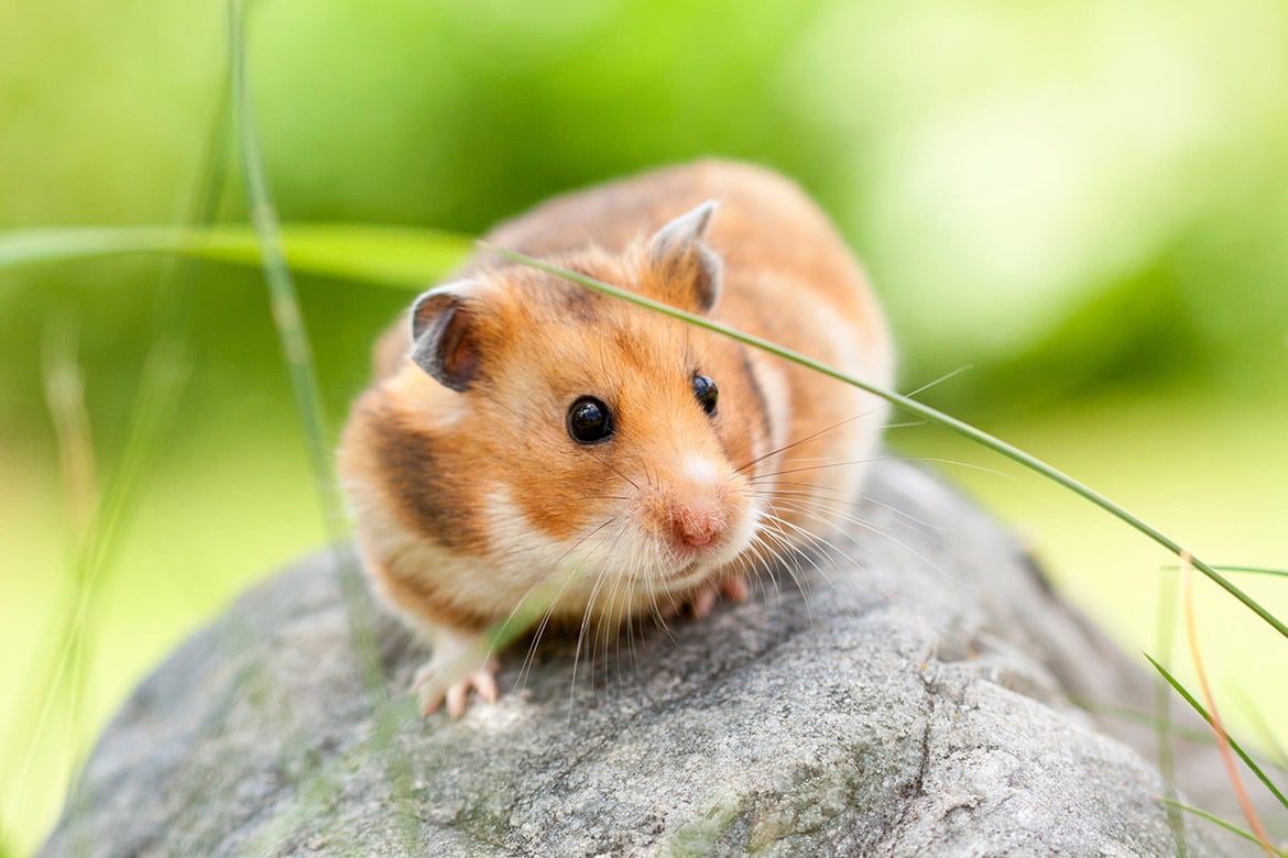 Światowy Dzień Chomika