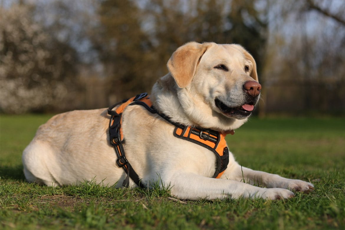 nowa redaktor naczelna portalu Pets Style