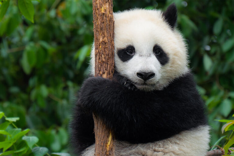 najstarsza panda w Japonii nie żyje