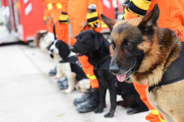 Międzynarodowy Dzień Psa Ratowniczego
