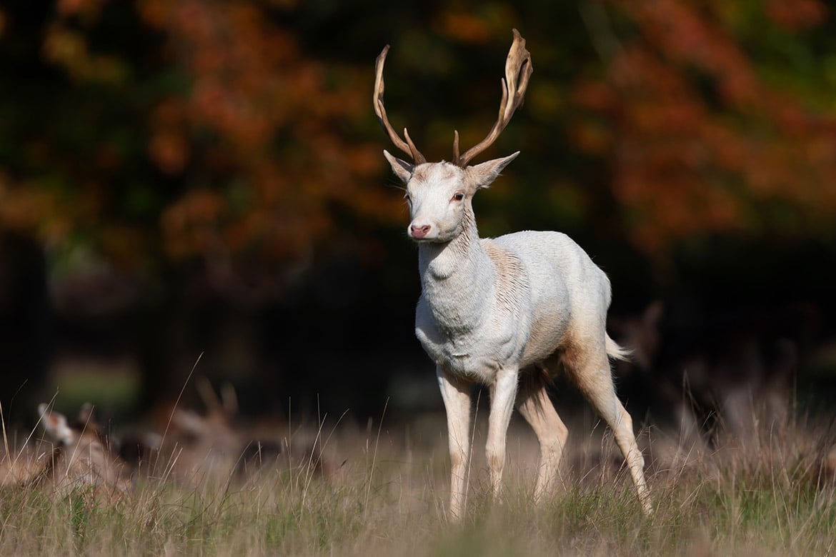 header-news-whitefallowdeer daniel