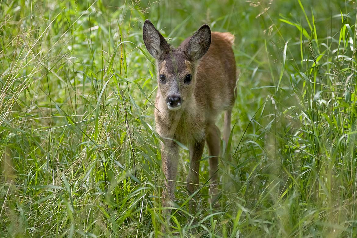 zoostaw nie zabieraj