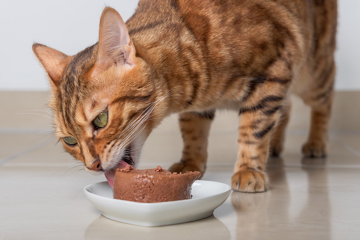 header-cat-nerki jedzący kot