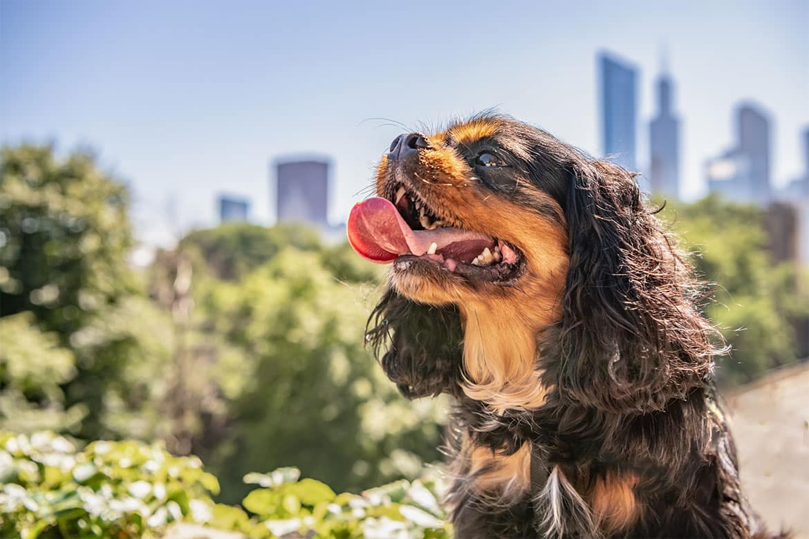 pies w wielkim mieście