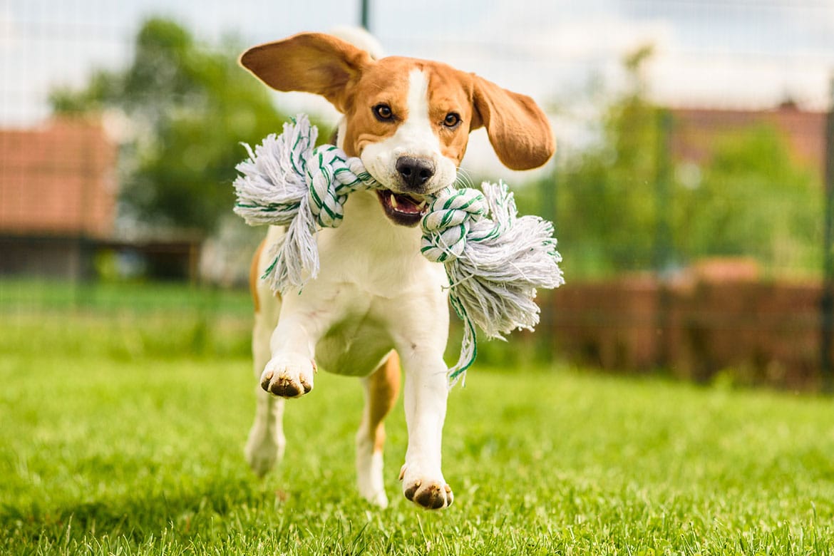 ekologiczne życie z psem