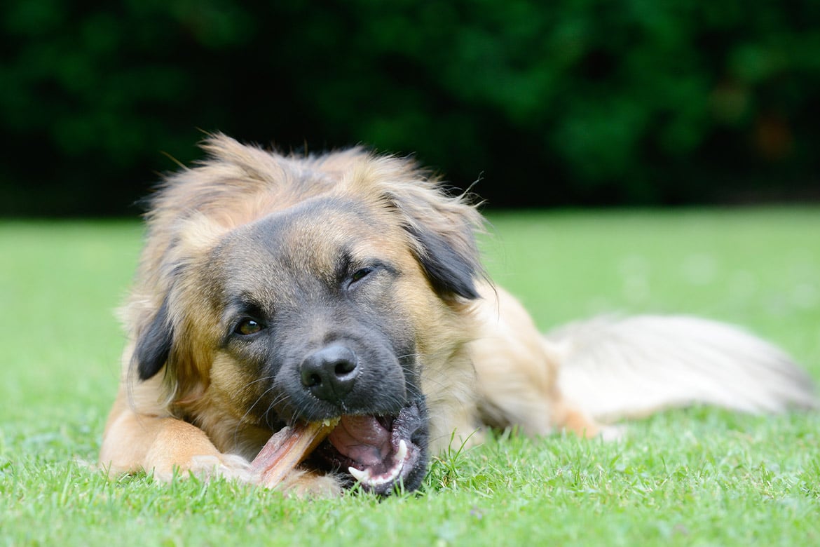 potrzeba gryzienia u psów