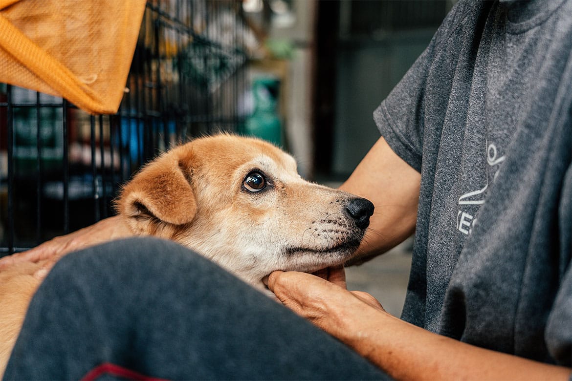 bezdomność zwierząt