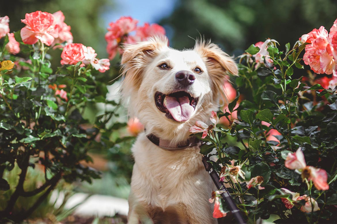 Dzień psa nierasowego