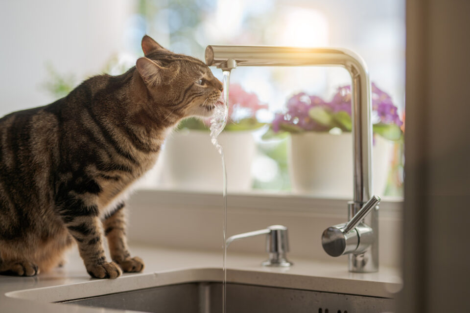 kot pije wodę z kranu