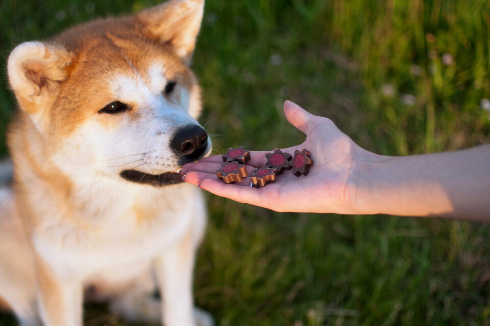 akita inu