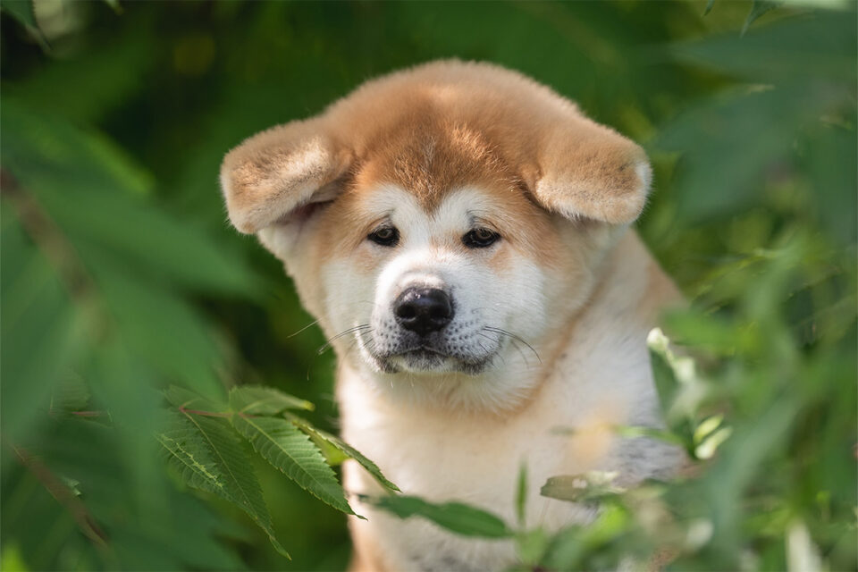 akita inu