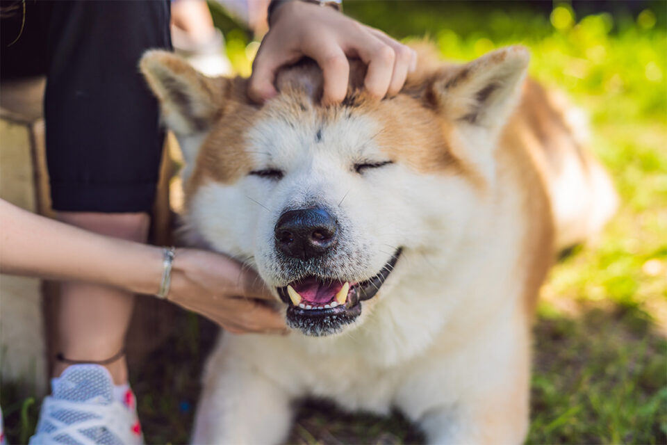 akita inu