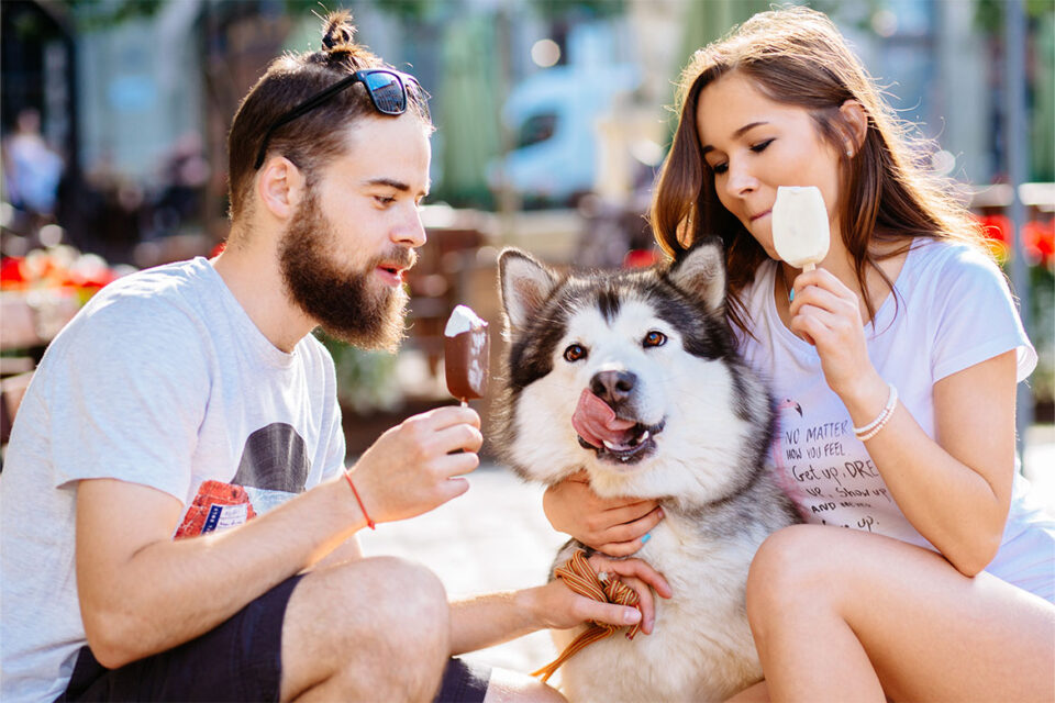 czy pies może jeść lody