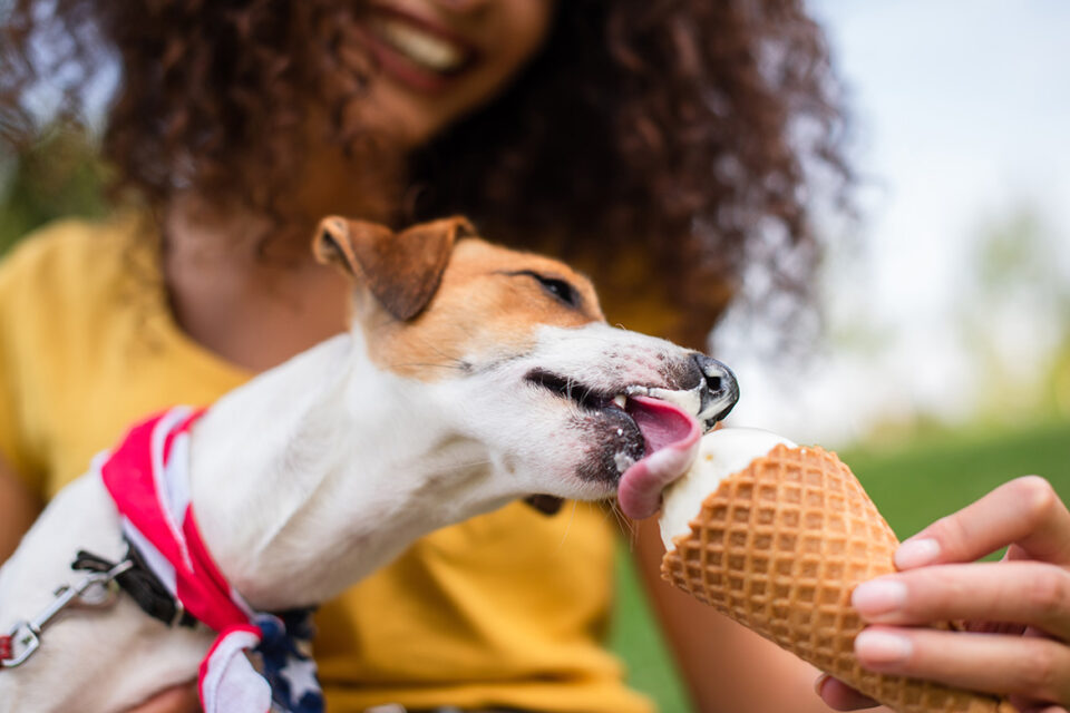 czy pies może jeść lody