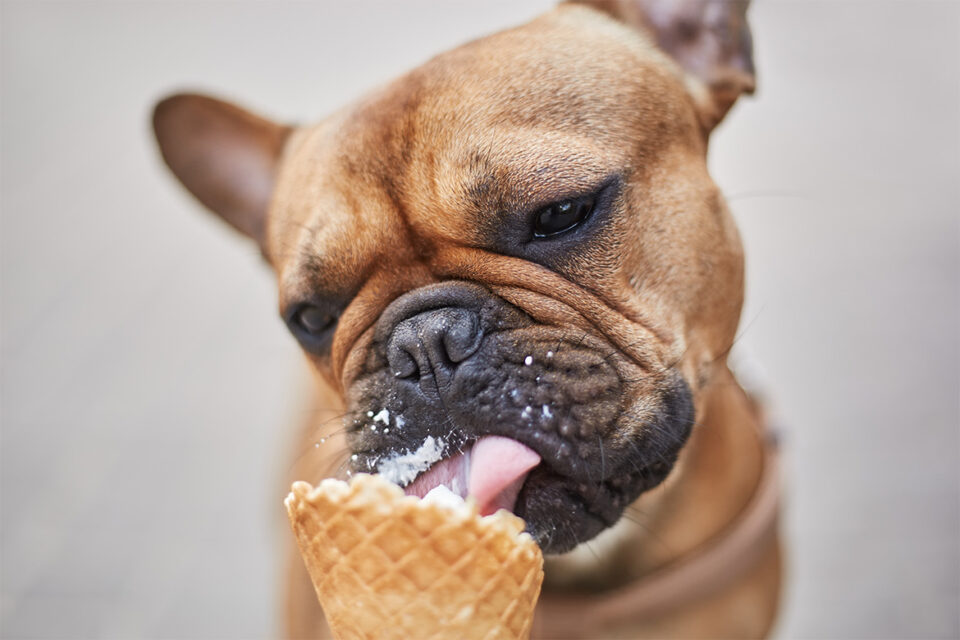 czy pies może jeść lody