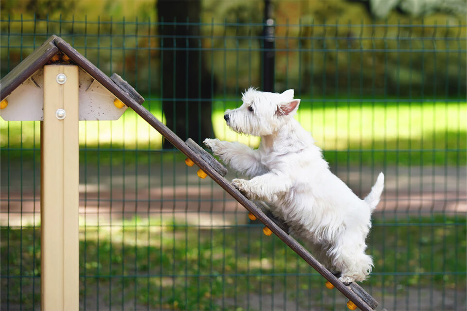 West highland white terrier