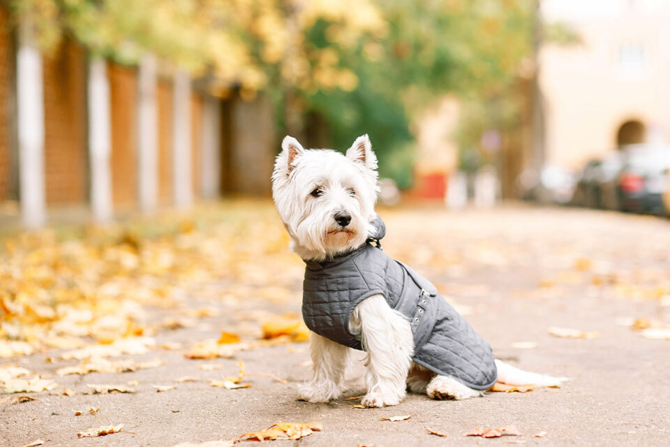 West highland white terrier