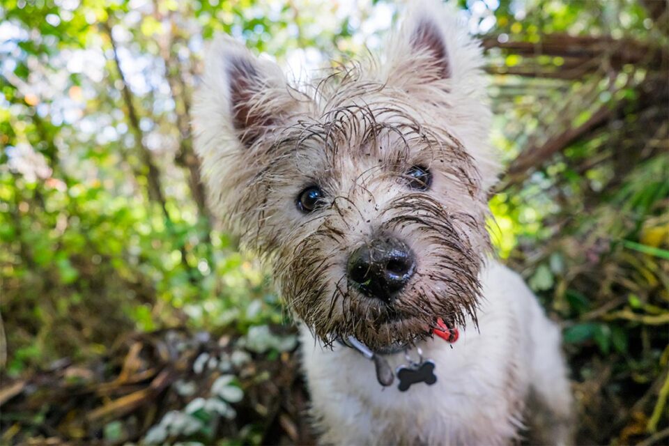 West highland white terrier