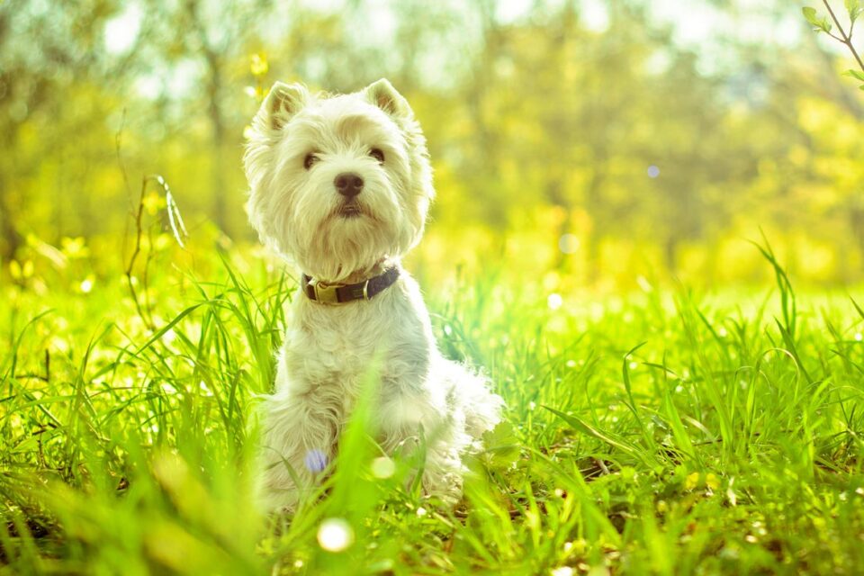 West highland white terrier