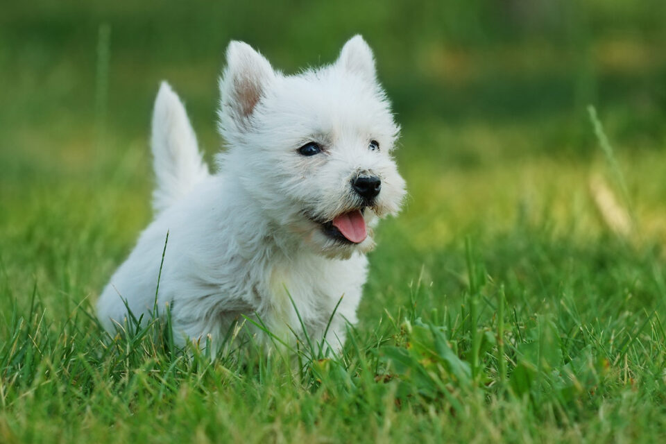 West highland white terrier