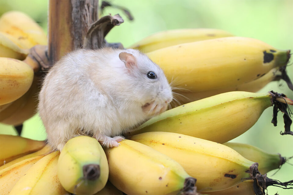 czy chomik może jeść banana